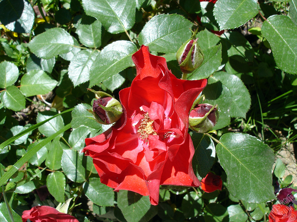 Red rose photo.
