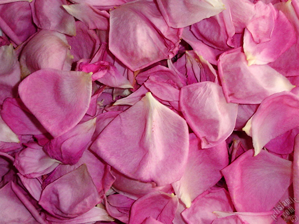 Rose leaves.
