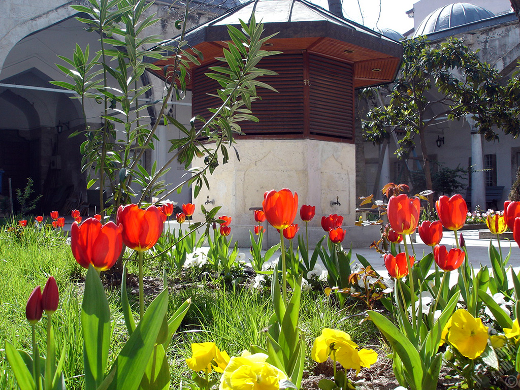 Red Turkish-Ottoman Tulip photo.
