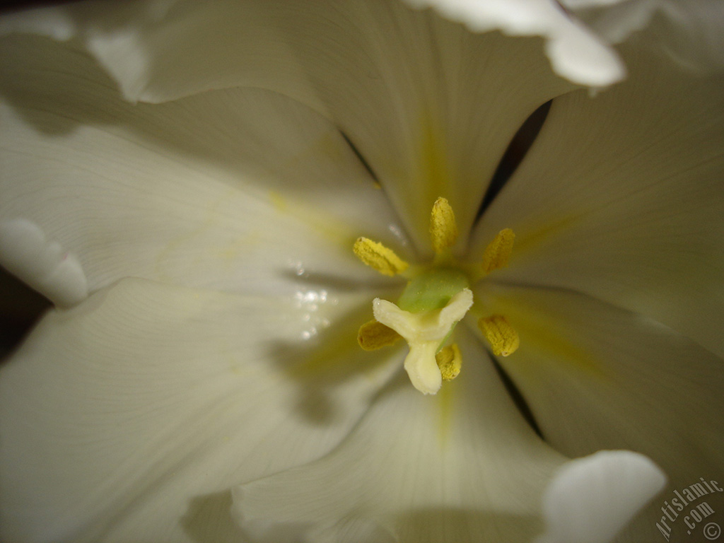 White color Turkish-Ottoman Tulip photo.
