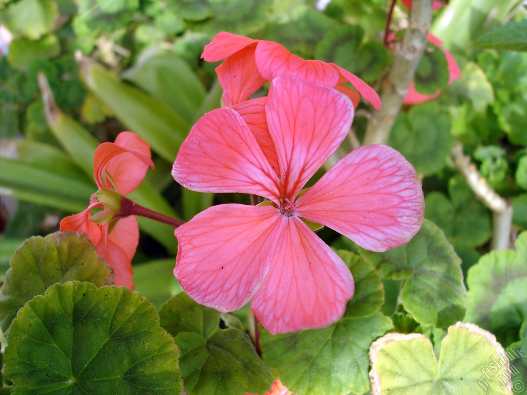 Red Colored Pelargonia -Geranium- flower.
