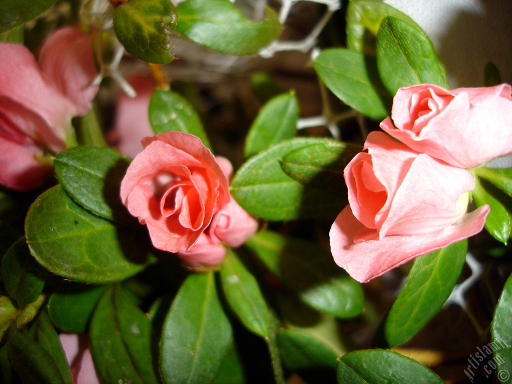 Pink color Azalea -Rhododendron- flower.
