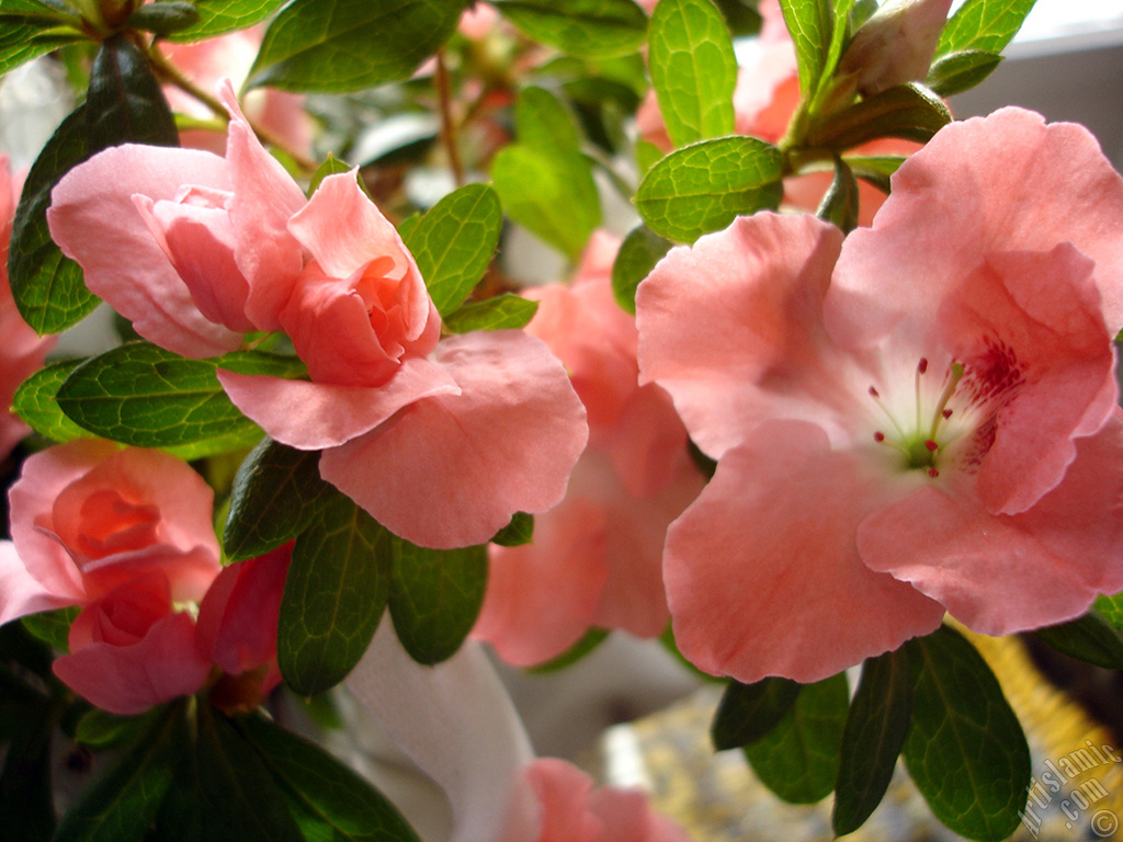 Pink color Azalea -Rhododendron- flower.
