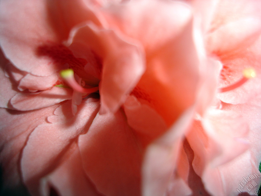 Pink color Azalea -Rhododendron- flower.
