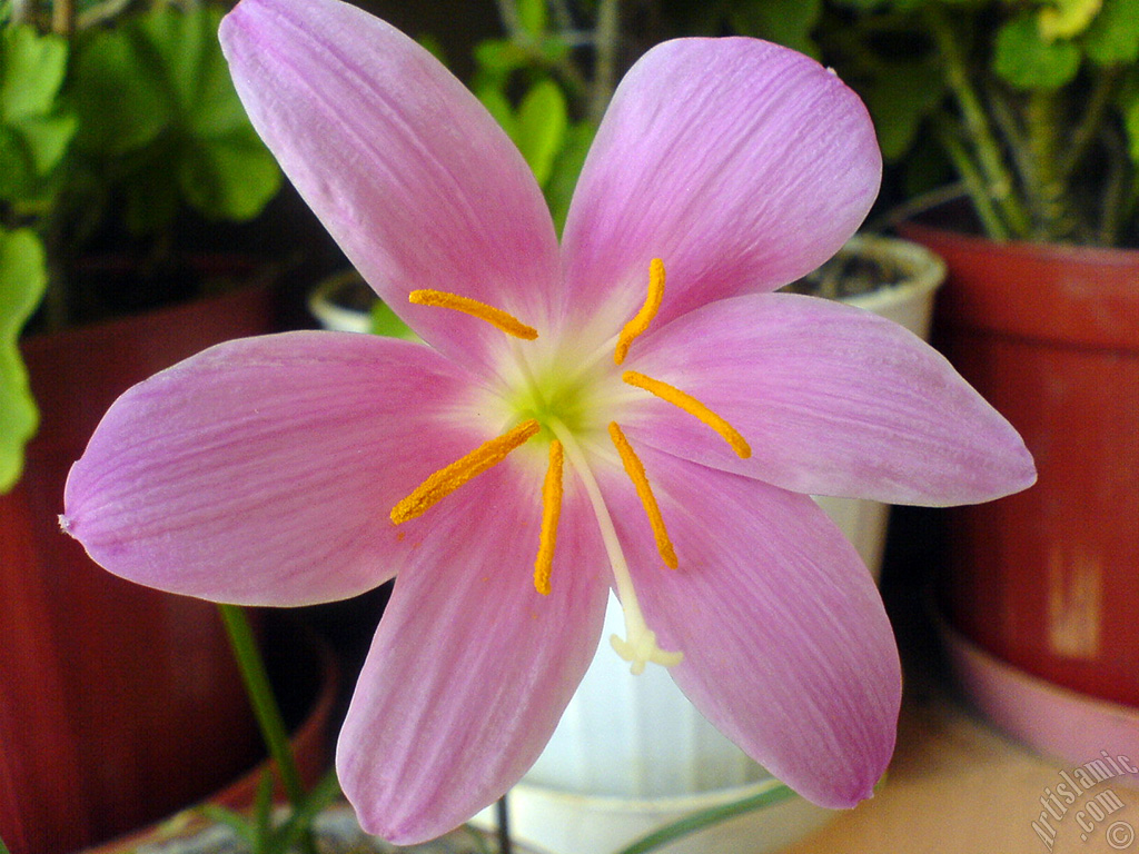 Pink color flower similar to lily.
