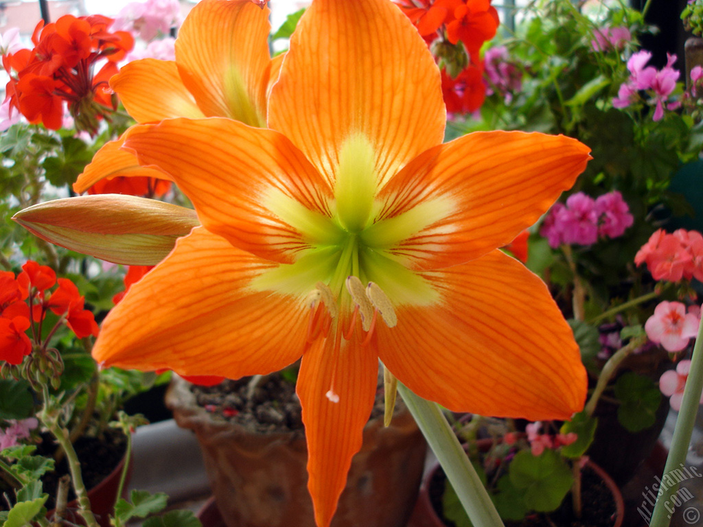 Red color amaryllis flower.
