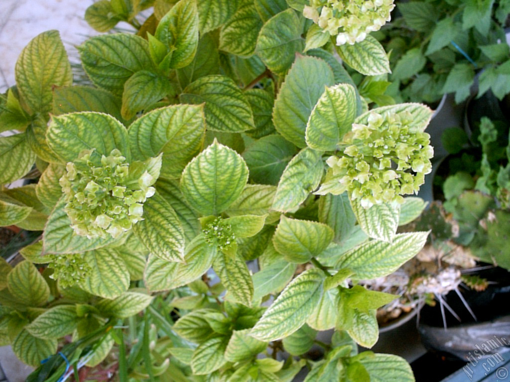 Hydrangea -Hortensia- flower.
