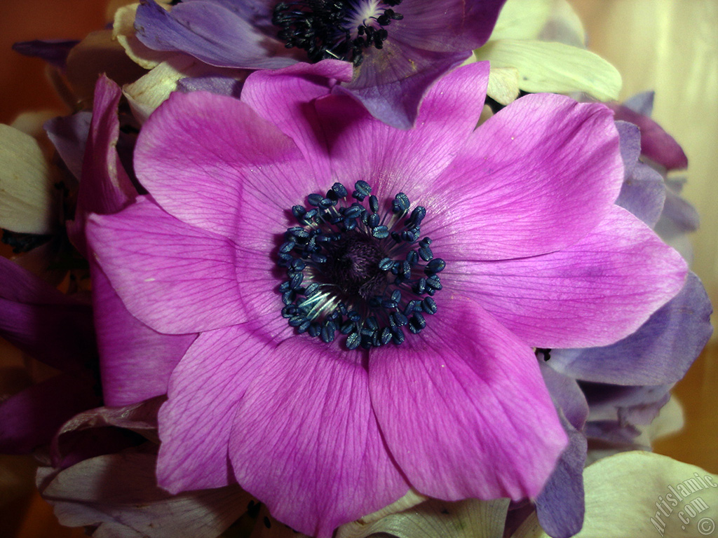 A bouquet consisting of purple flowers.
