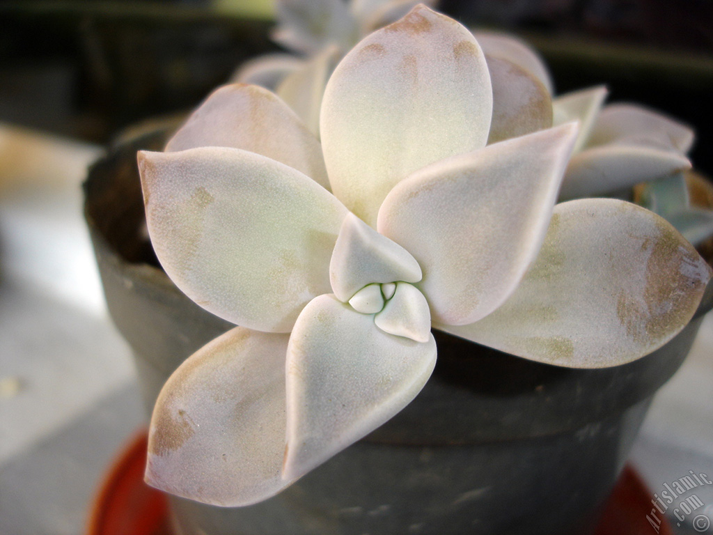 Sharpleaf Lenophyllum plant.
