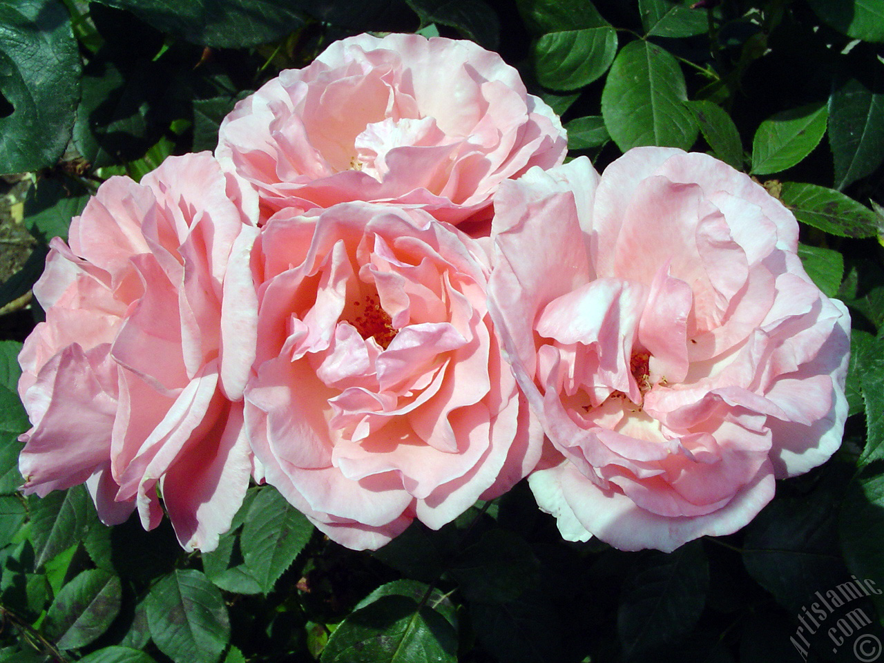 Pink rose photo.
