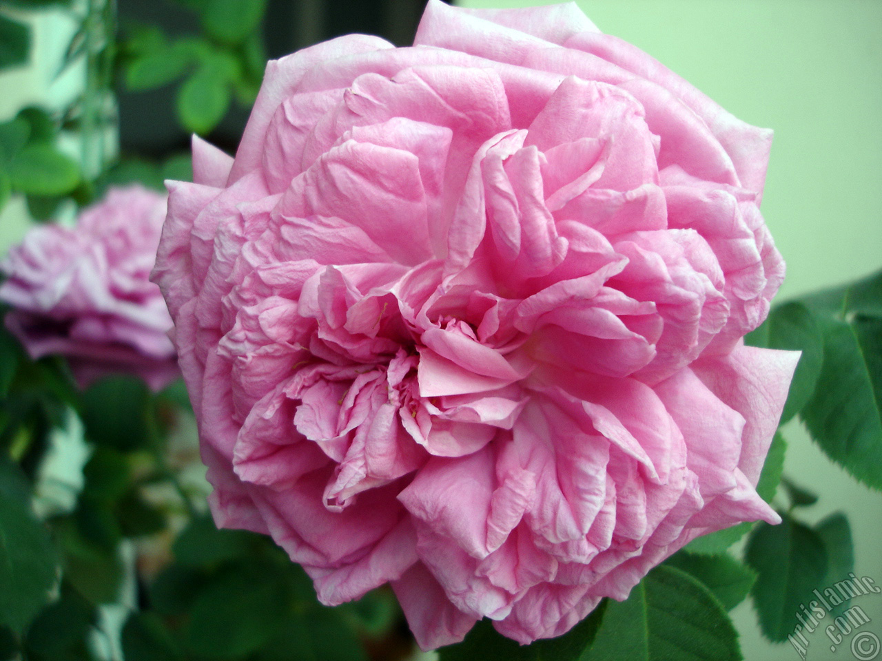 Pink rose photo.
