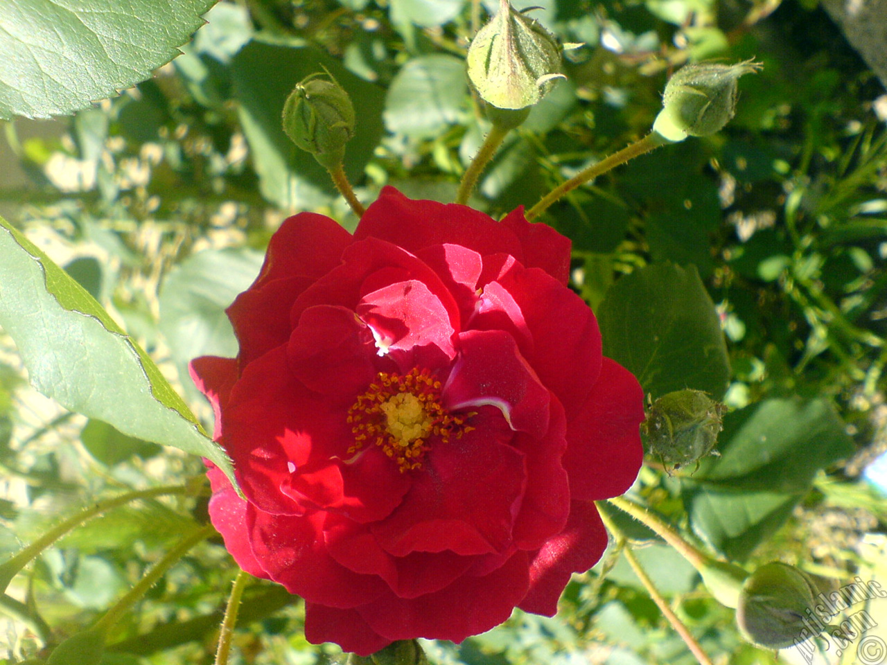 Red rose photo.
