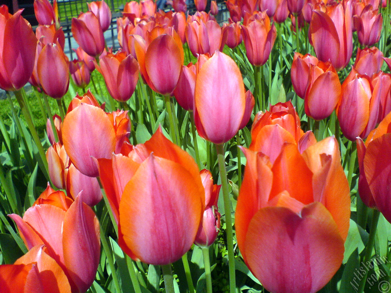 Red Turkish-Ottoman Tulip photo.
