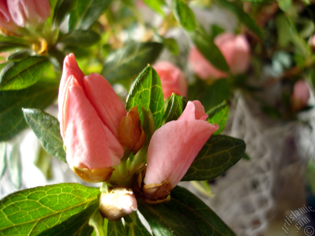Pink color Azalea -Rhododendron- flower.
