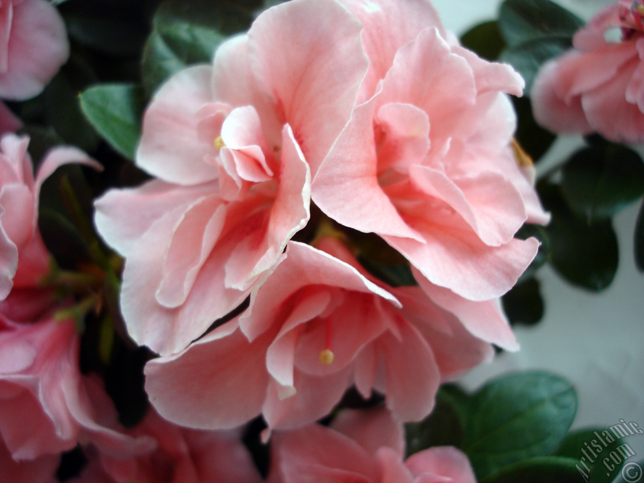 Pink color Azalea -Rhododendron- flower.
