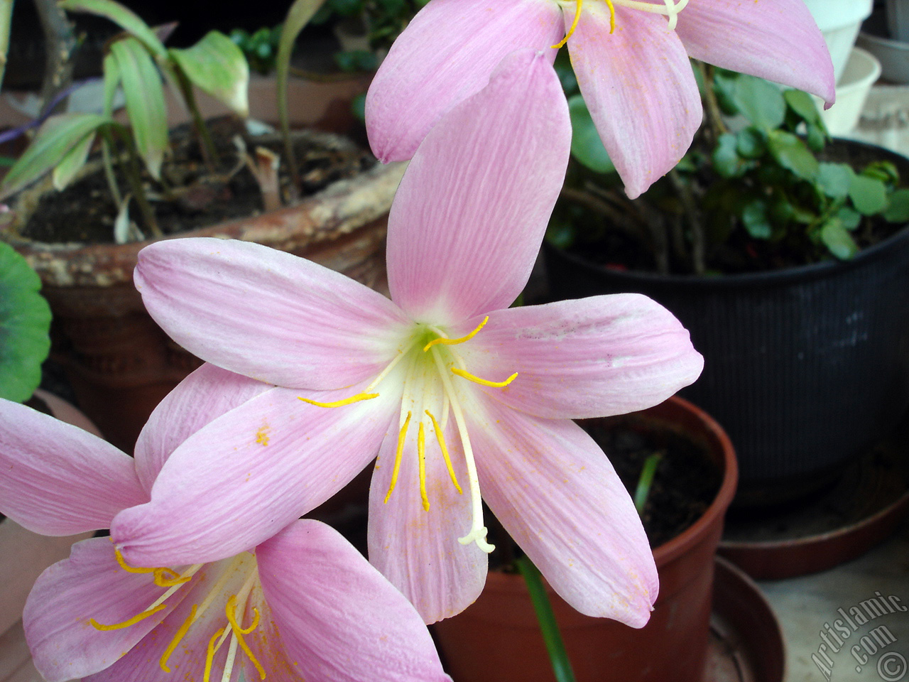 Pink color flower similar to lily.
