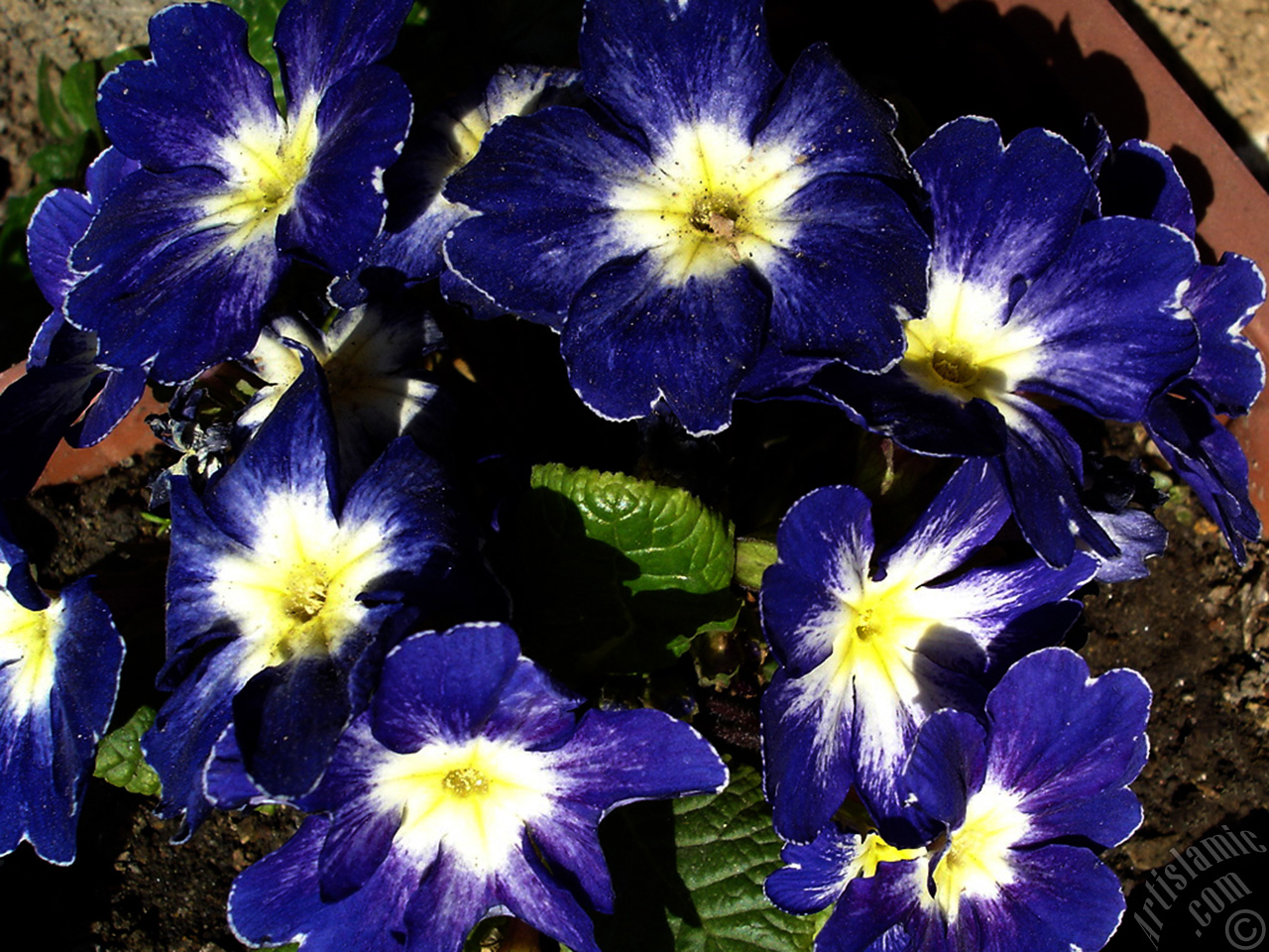 A primrose flower photo.
