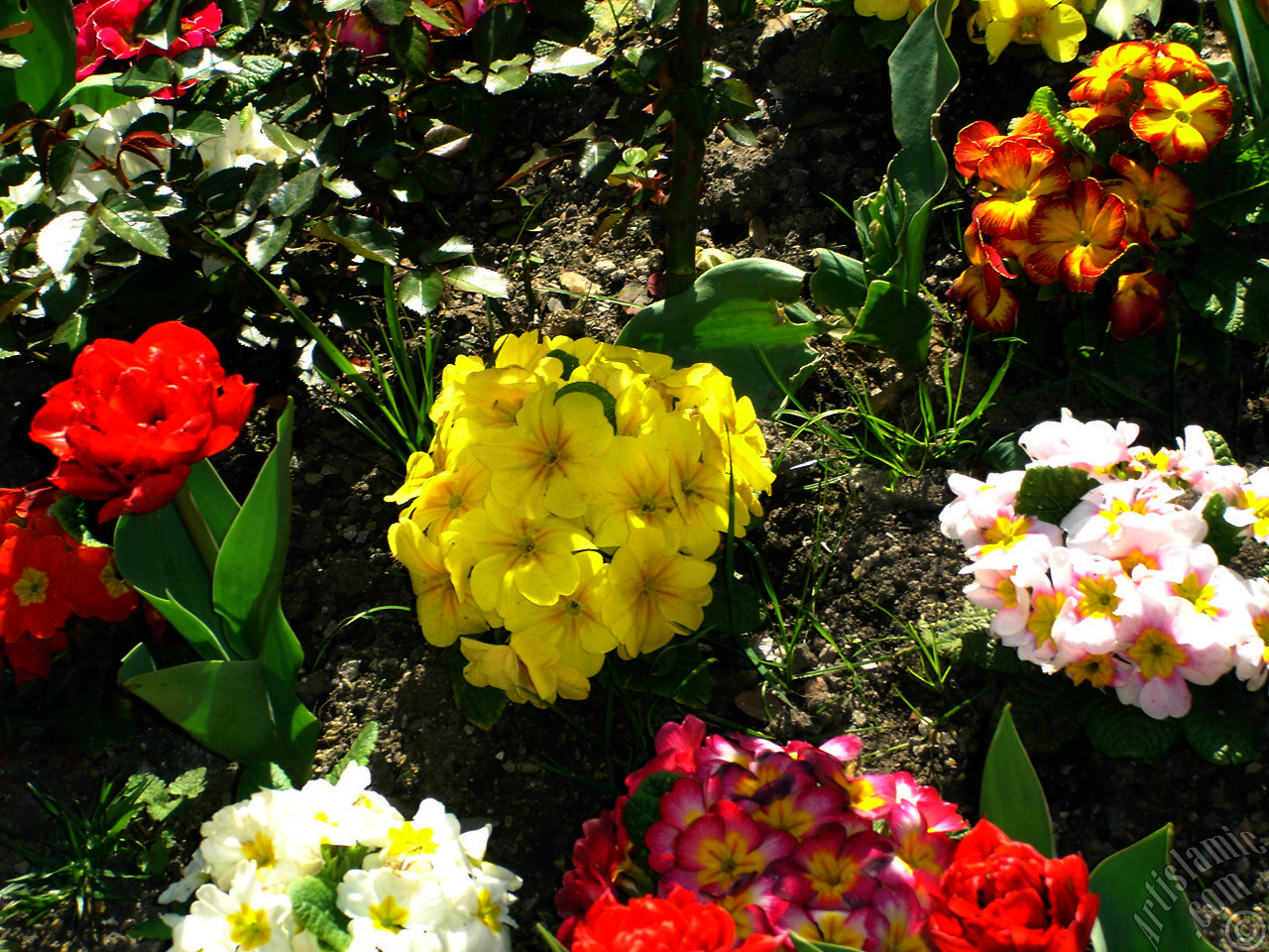A primrose flower photo.
