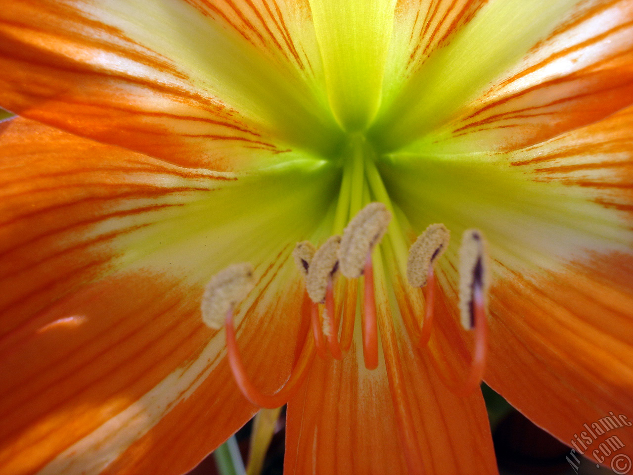 Red color amaryllis flower.
