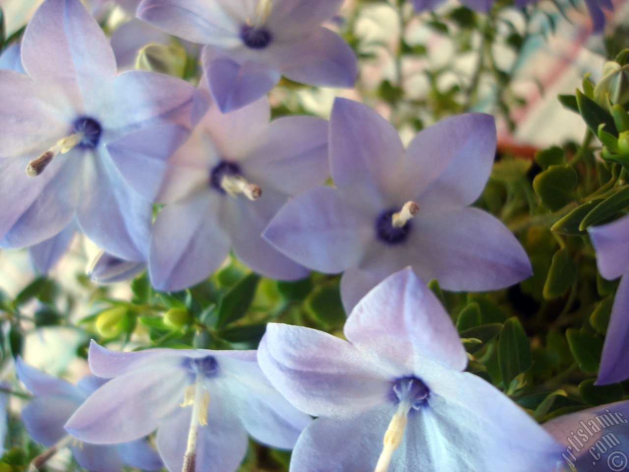Balloon Flower -Chinese Bellflower-.
