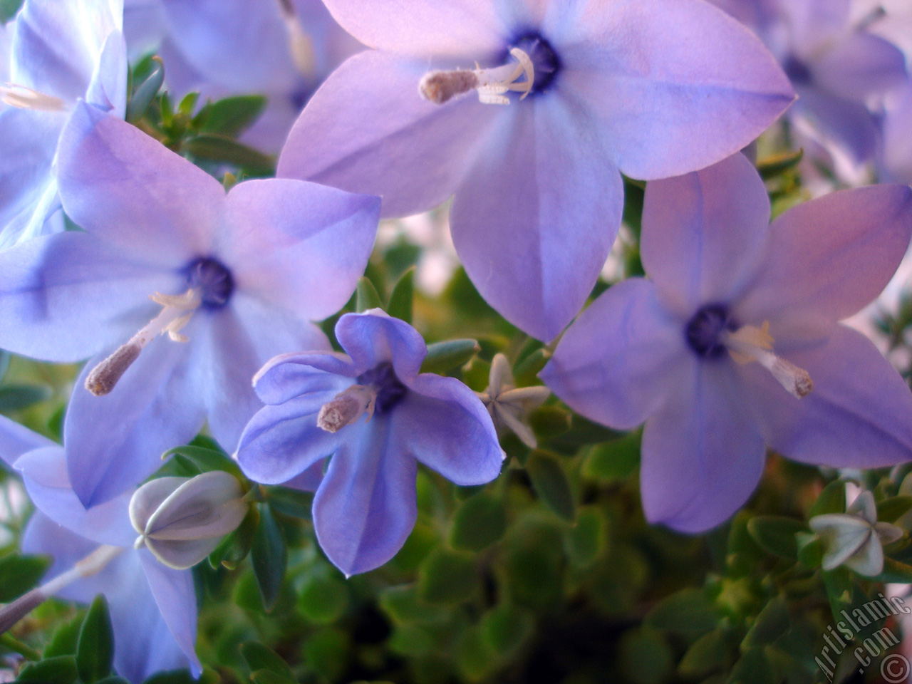 Balloon Flower -Chinese Bellflower-.
