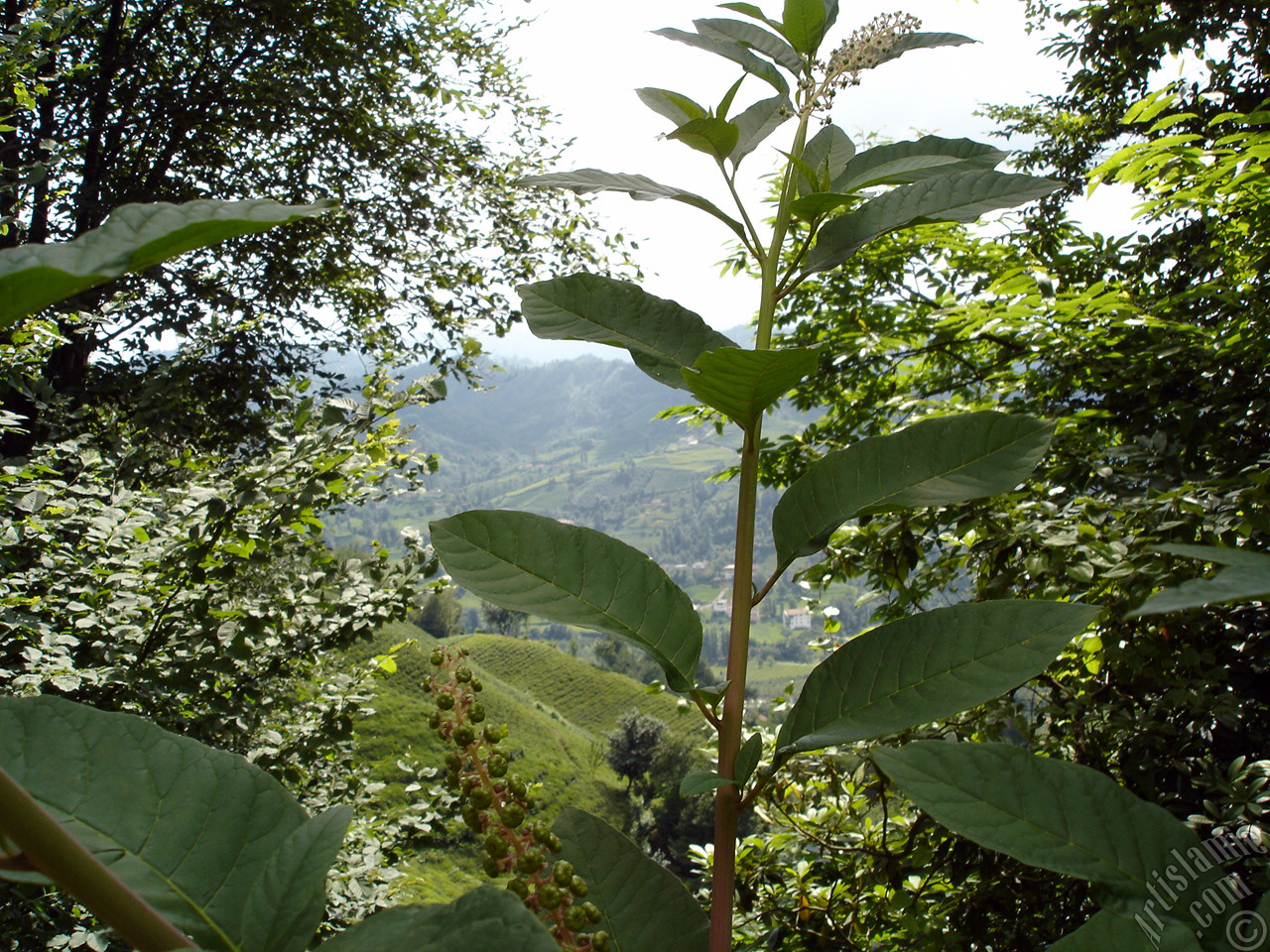 A plant photo.
