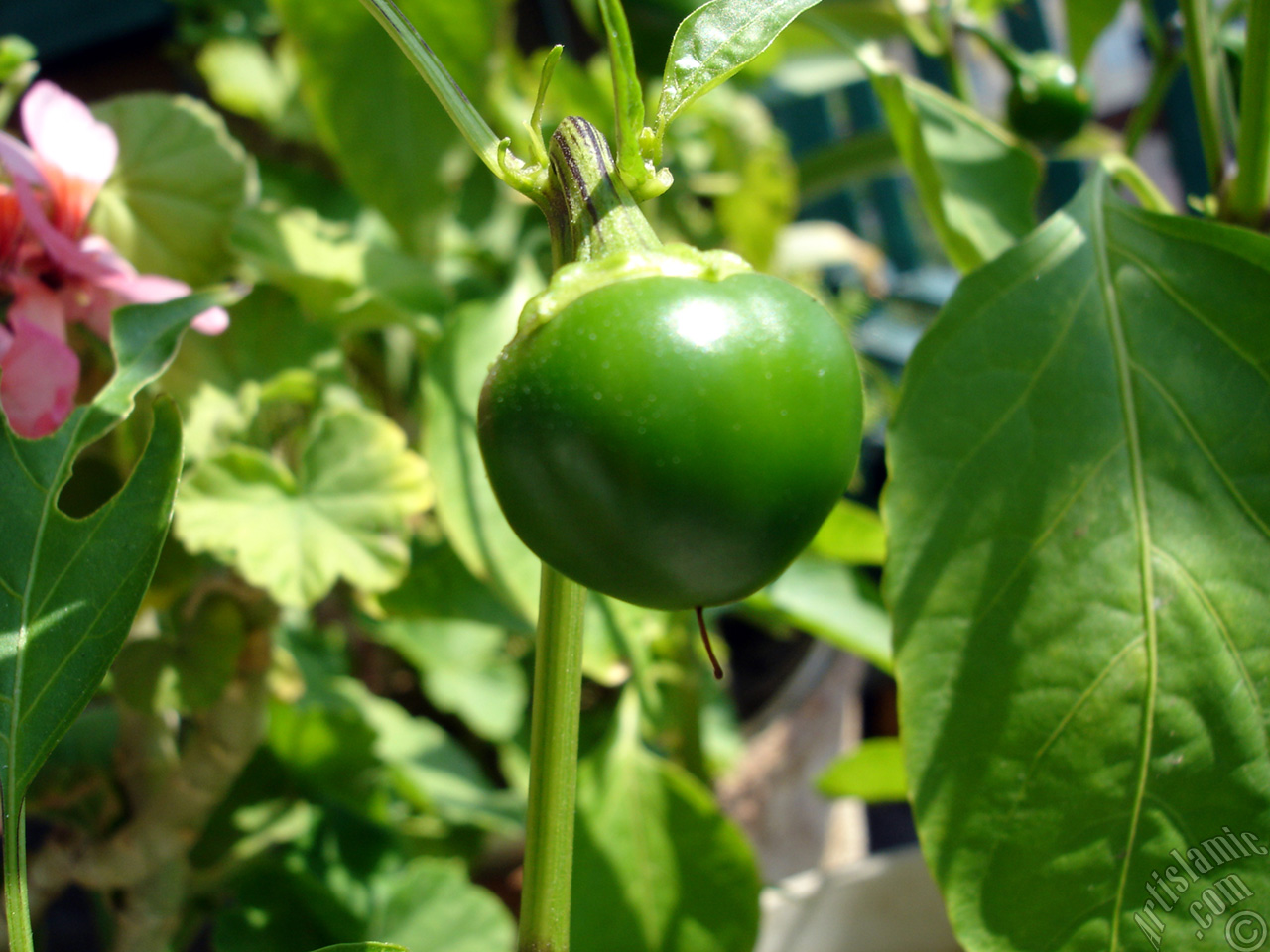 Sweet Pepper plant growed in the pot.
