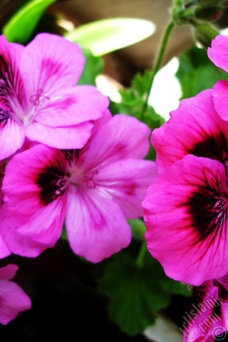 A mobile wallpaper and MMS picture for Apple iPhone 7s, 6s, 5s, 4s, Plus, iPods, iPads, New iPads, Samsung Galaxy S Series and Notes, Sony Ericsson Xperia, LG Mobile Phones, Tablets and Devices: Dark pink mottled Pelargonia -Geranium- flower.
