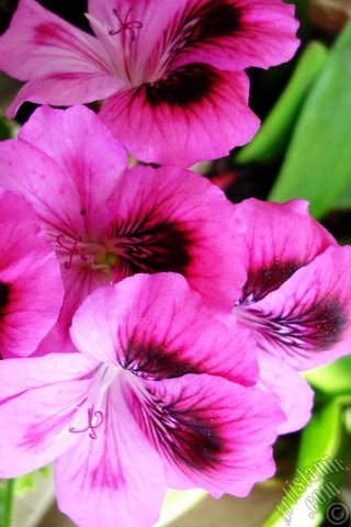 A mobile wallpaper and MMS picture for Apple iPhone 7s, 6s, 5s, 4s, Plus, iPods, iPads, New iPads, Samsung Galaxy S Series and Notes, Sony Ericsson Xperia, LG Mobile Phones, Tablets and Devices: Dark pink mottled Pelargonia -Geranium- flower.
