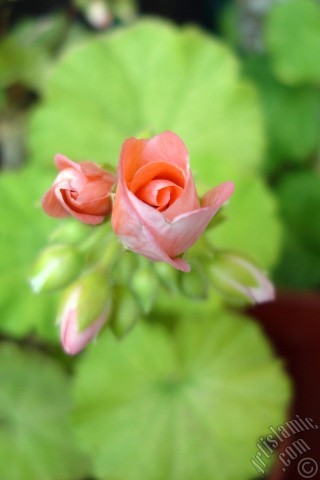 A mobile wallpaper and MMS picture for Apple iPhone 7s, 6s, 5s, 4s, Plus, iPods, iPads, New iPads, Samsung Galaxy S Series and Notes, Sony Ericsson Xperia, LG Mobile Phones, Tablets and Devices: Newly coming out pink color Pelargonia -Geranium- flower.
