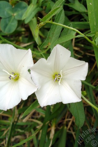 A mobile wallpaper and MMS picture for Apple iPhone 7s, 6s, 5s, 4s, Plus, iPods, iPads, New iPads, Samsung Galaxy S Series and Notes, Sony Ericsson Xperia, LG Mobile Phones, Tablets and Devices: White Morning Glory flower.
